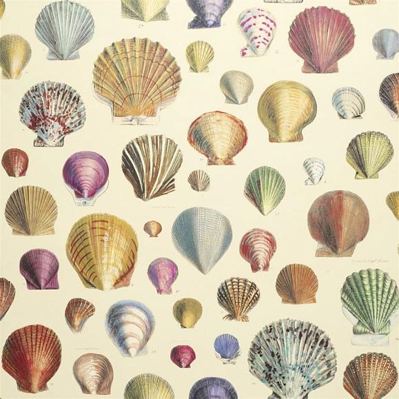 Обои John Derian Picture Book Captain Thomas Browns Shells PJD6000/01